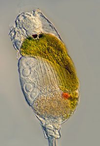 Rotifer: Monommata arndti. DIK, manuell gestapelt aus 5 Aufnahmen. Fanø (DK). Optischer Schnitt im untern Teil des Körpers, um den roten Fleck zu verdeutlichen. Der rote Fleck (paarig) entwickelt sich nach der Nahrungsaufnahme.