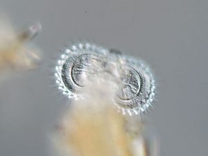 Limnias ceratophylli, DIK. Wakenitz.